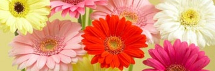 Miryam Tinoco banner