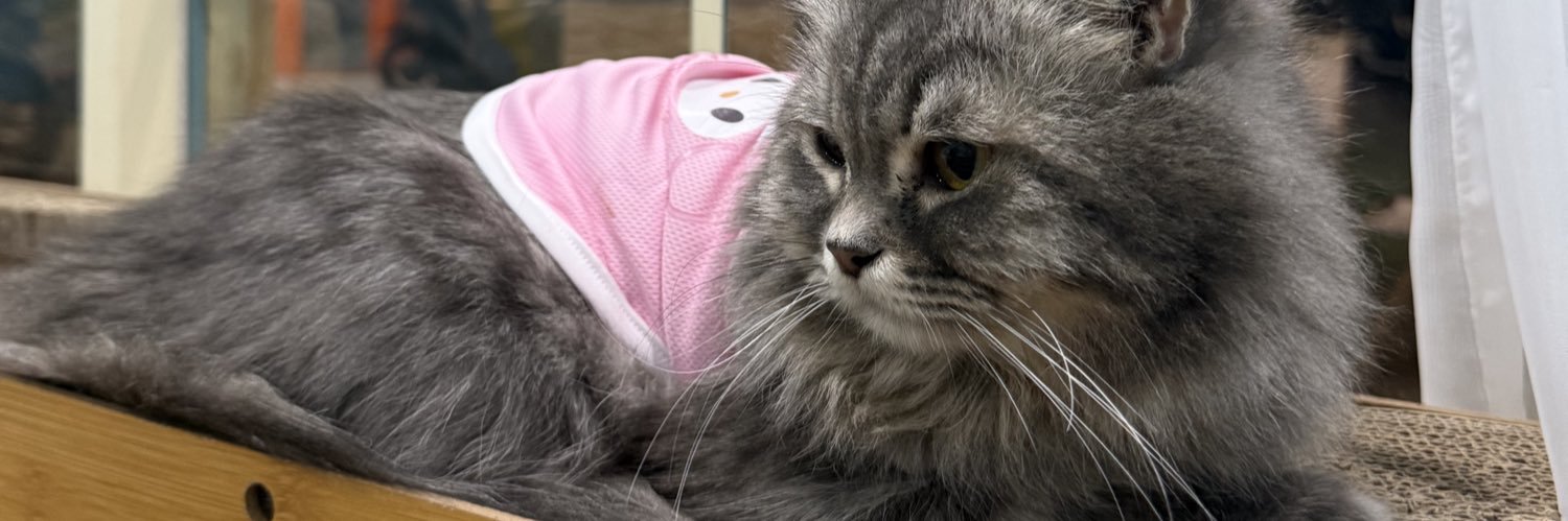 𝒶𝓃𝓃𝑒 banner