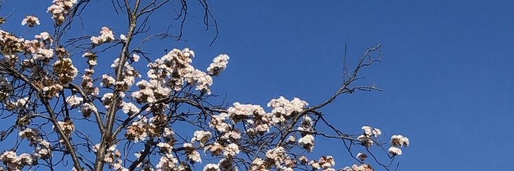 holzsz's profile banner image