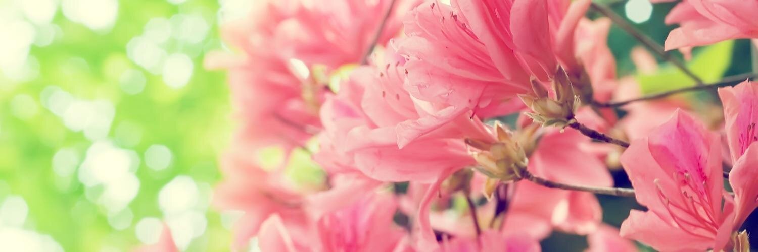 SSivaranjiny's profile banner image