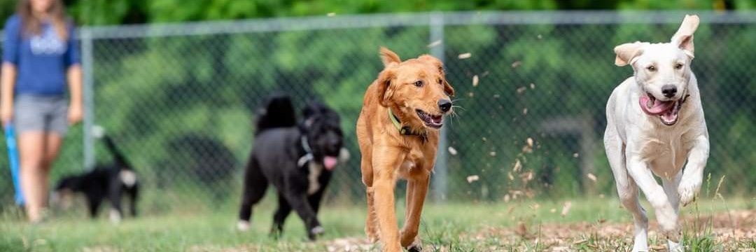 Natureofthedog's profile banner image