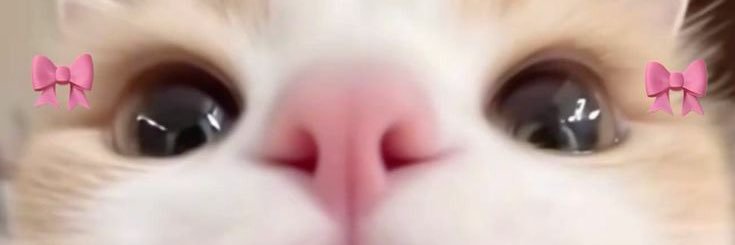 ﾁｮﾙﾙ banner