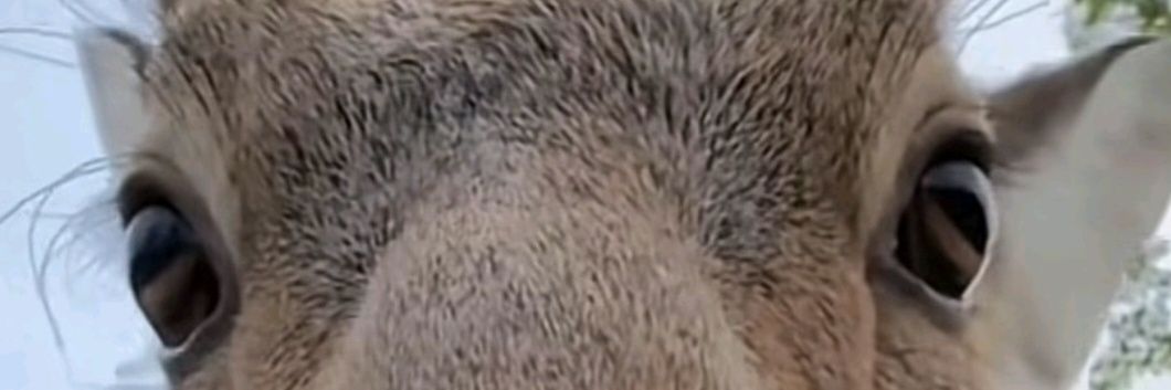 Deerlirious 🦌🌳🏳️‍⚧️ banner