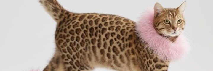 Th_ePr_ingkbas's profile banner image