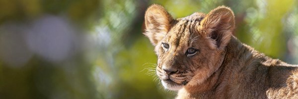 phoenixzoo Profile Banner
