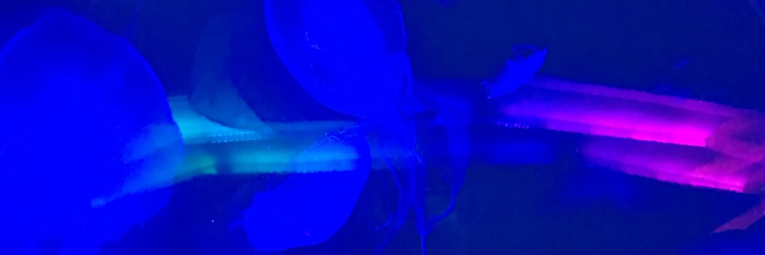 lapendehoe's profile banner image