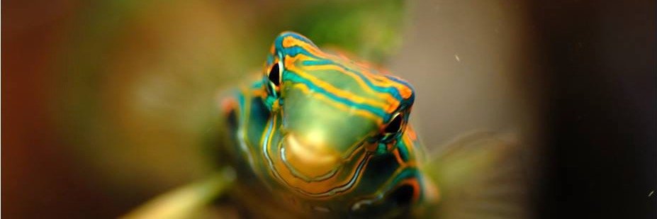 Reefphyto's profile banner image