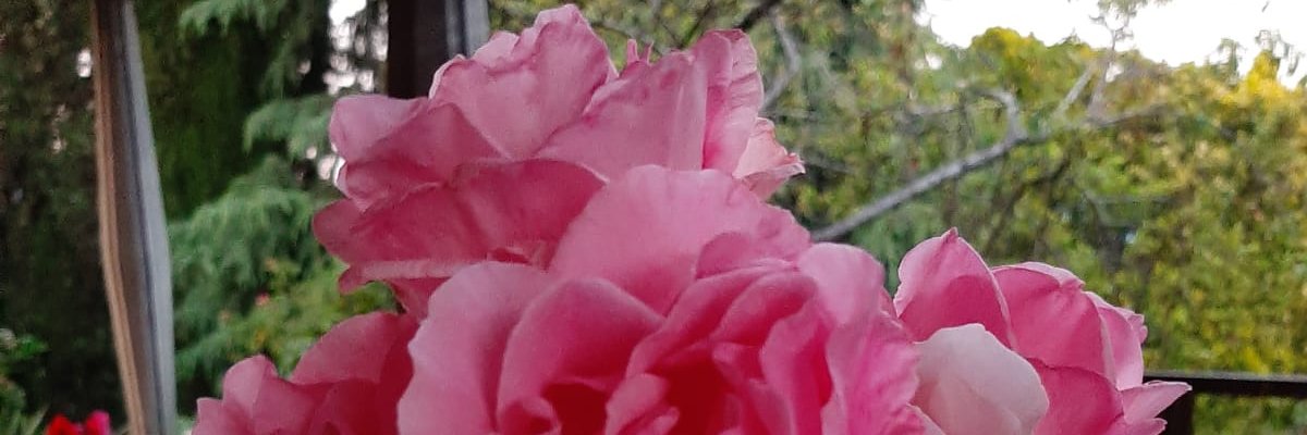 ModinaMarina's profile banner image