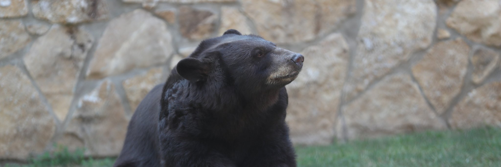 Baylor Chamber banner