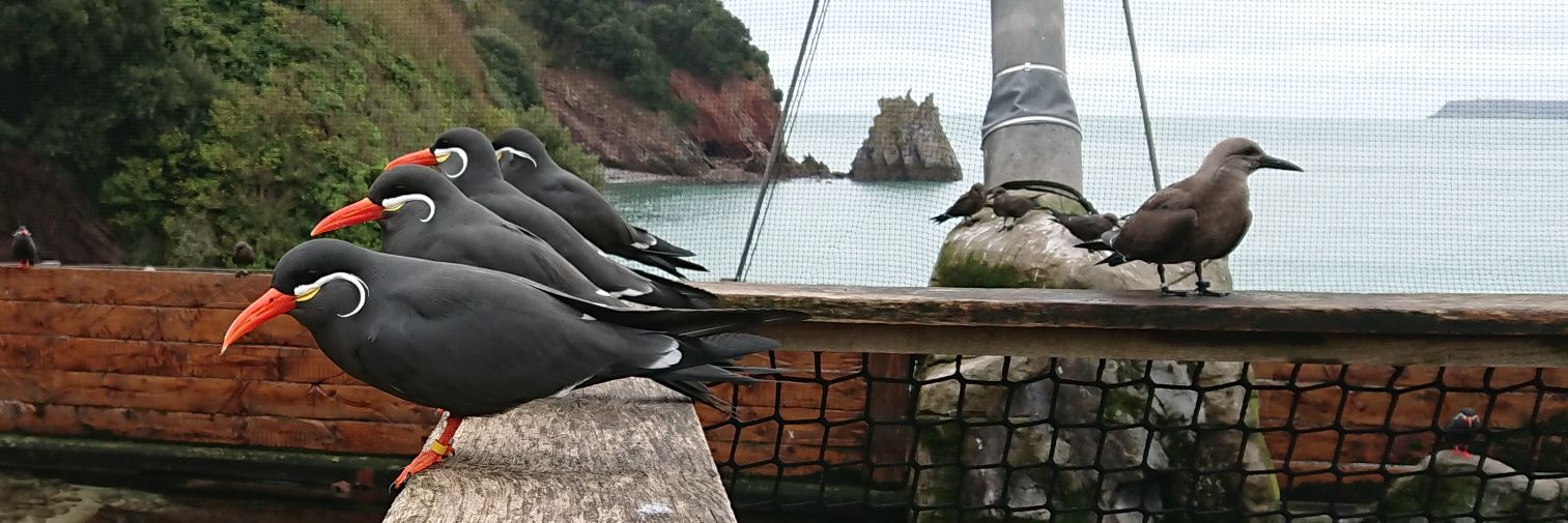 Victoria Parkinson banner