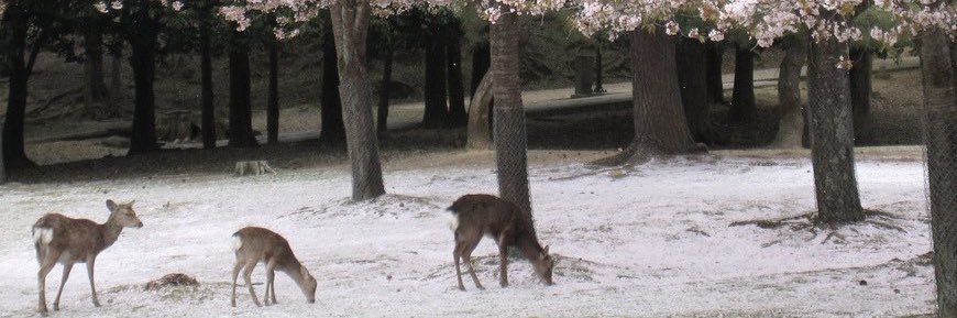 vivi ˚⟡˖ ࣪ banner