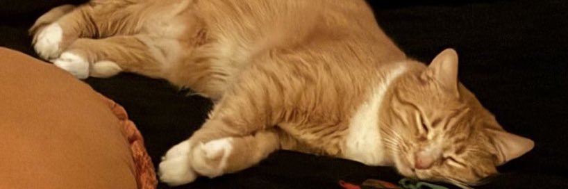 WhatWouldTheoDo's profile banner image