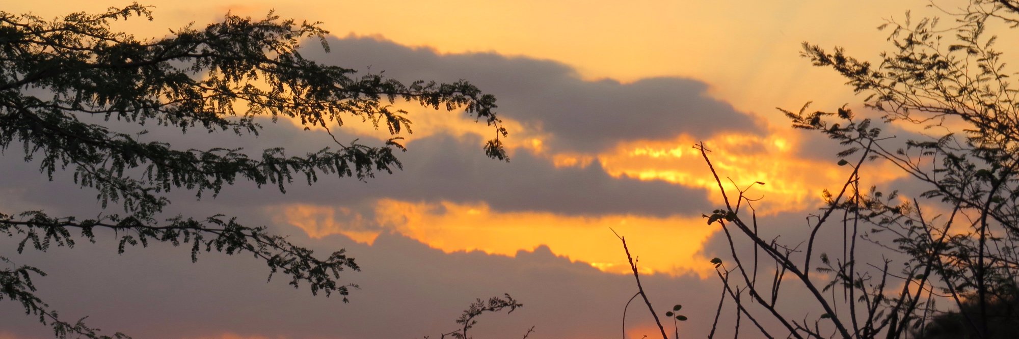 Alma Fullerton banner