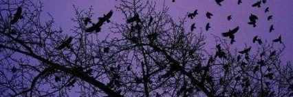 UrMyCaffeine's profile banner image