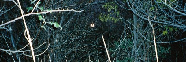 0rb_weaver's profile banner image