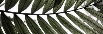 ⋆ banner