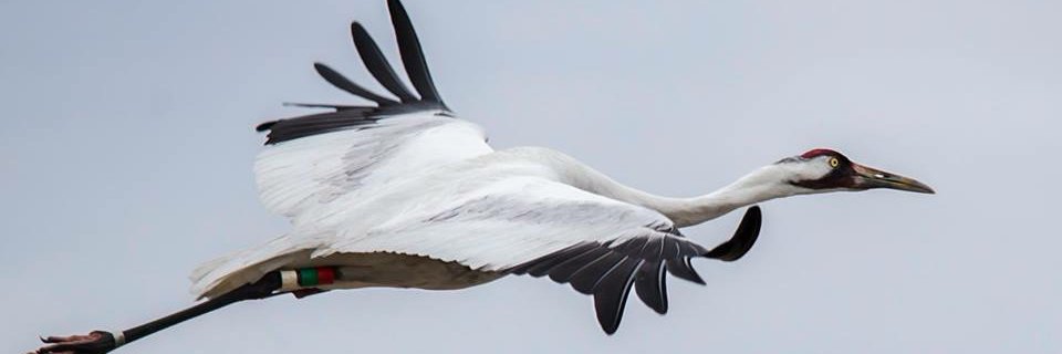 bringbackcranes's profile banner image