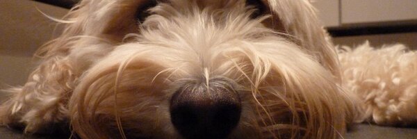 ElbeeTheDog Profile Banner