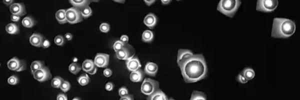 Tigergirl72 Profile Banner