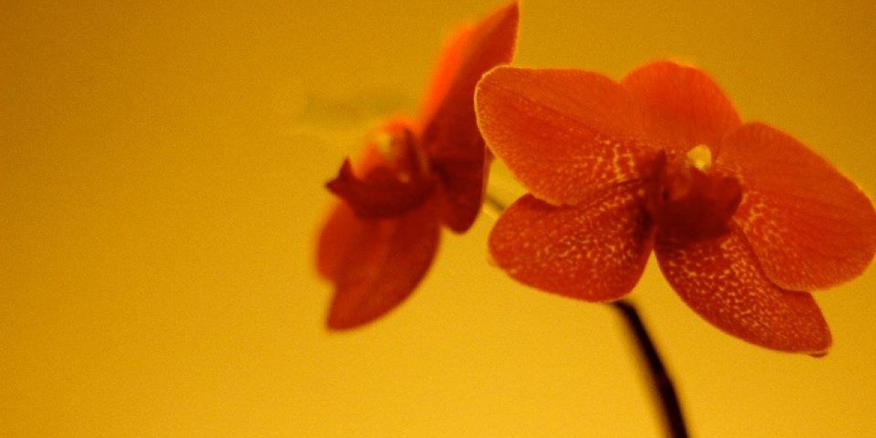 mypilotis's profile banner image