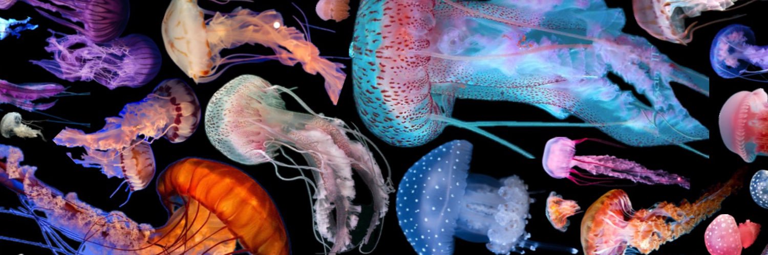 JellyfishSomething banner