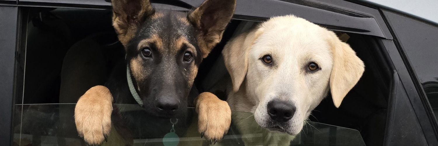 AsherDogDasher's profile banner image