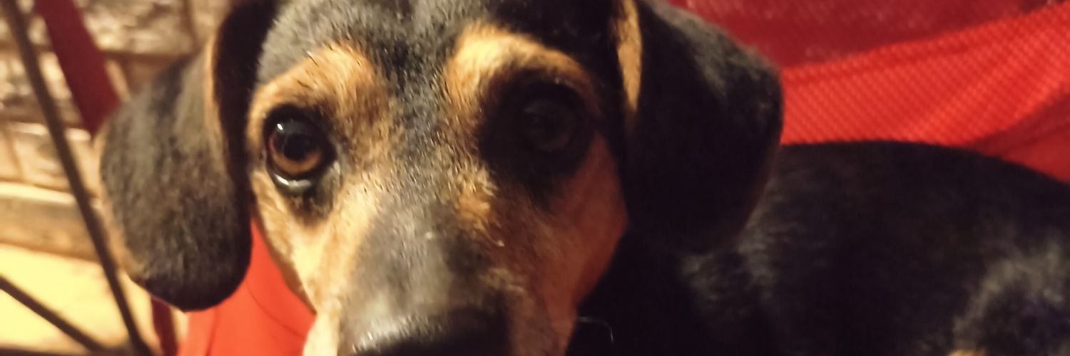 Erika the countess. banner