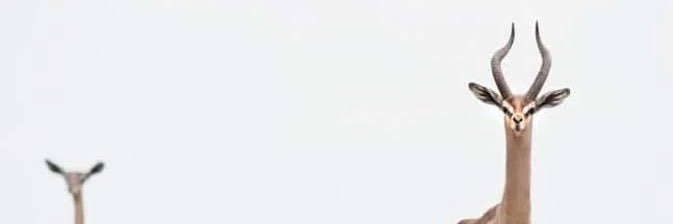 Canberra Nuclear Weapons Program banner