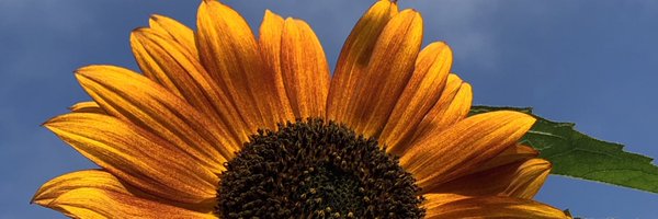 pgervia Profile Banner