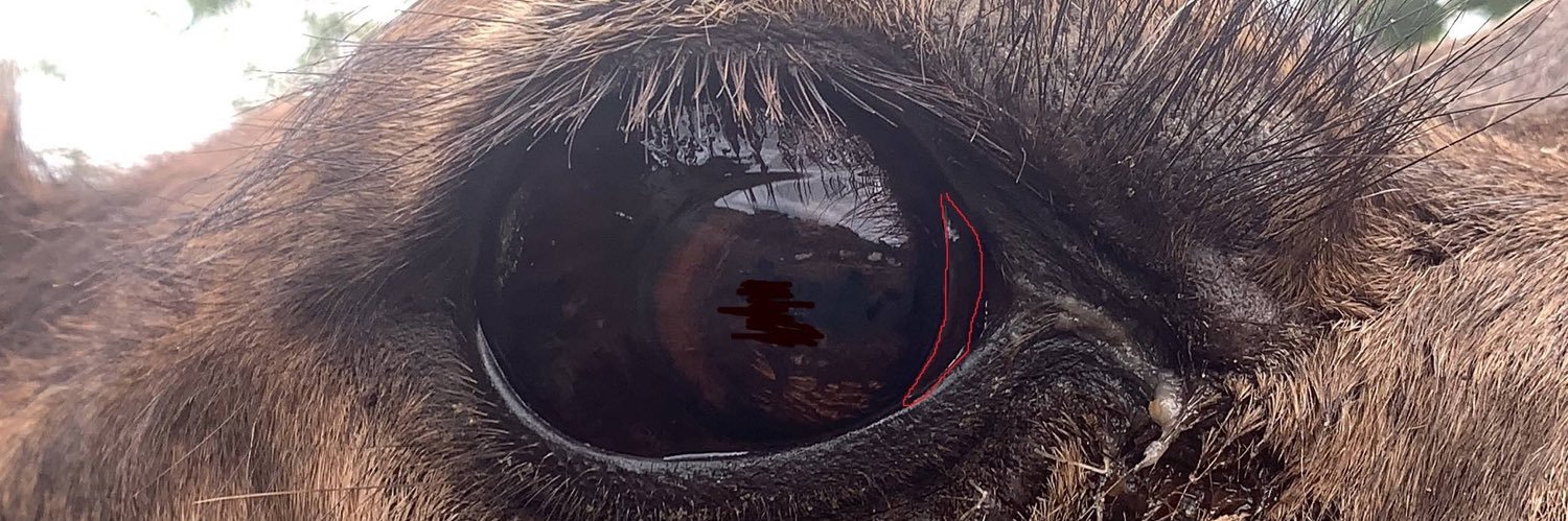 Bichukechuto's profile banner image