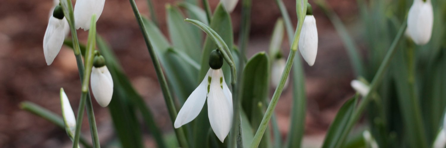 Dalston Curve Garden banner