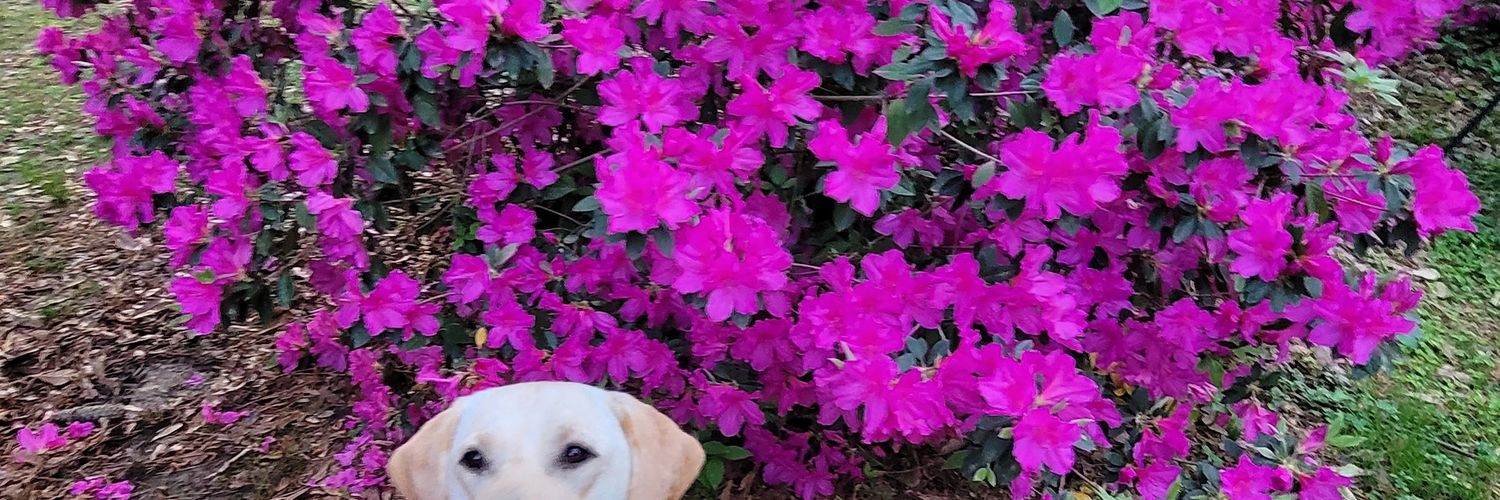 𝕜𝕚𝕥𝕥𝕖𝕟 𝕨𝕒𝕝𝕣𝕦𝕤 🍄 banner