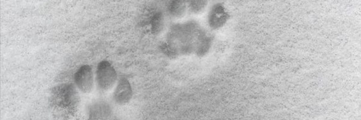Kamie banner