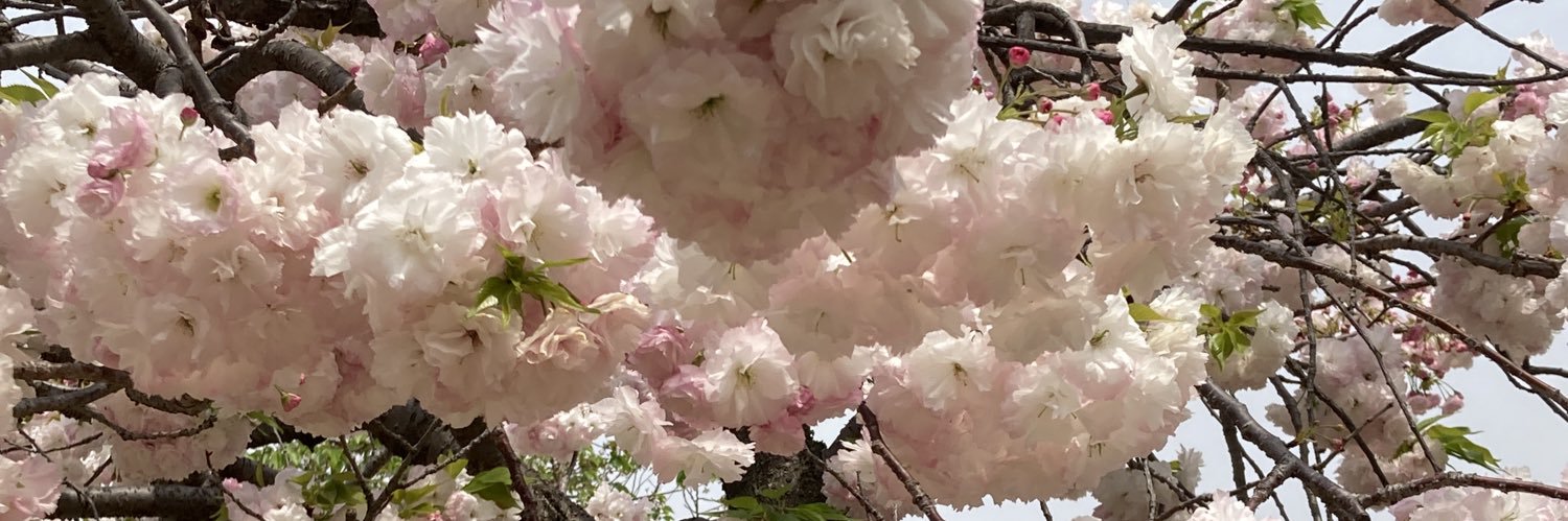 n_anashi774's profile banner image