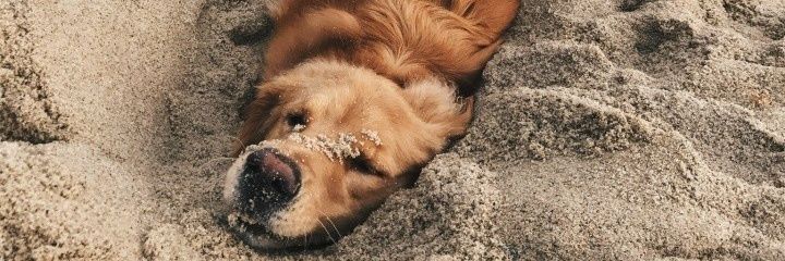 mule_igor's profile banner image