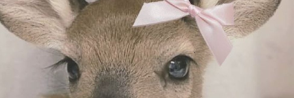 pchyyzee's profile banner image