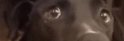 Chrome Hearts Groyper banner