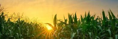 Cornfield_Fball's profile banner image