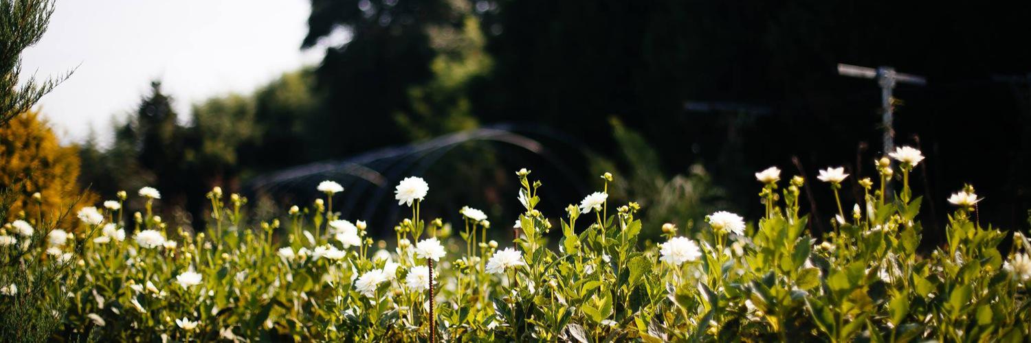 TheSeedandPlate's profile banner image