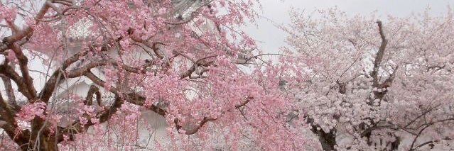 yukiayuma's profile banner image