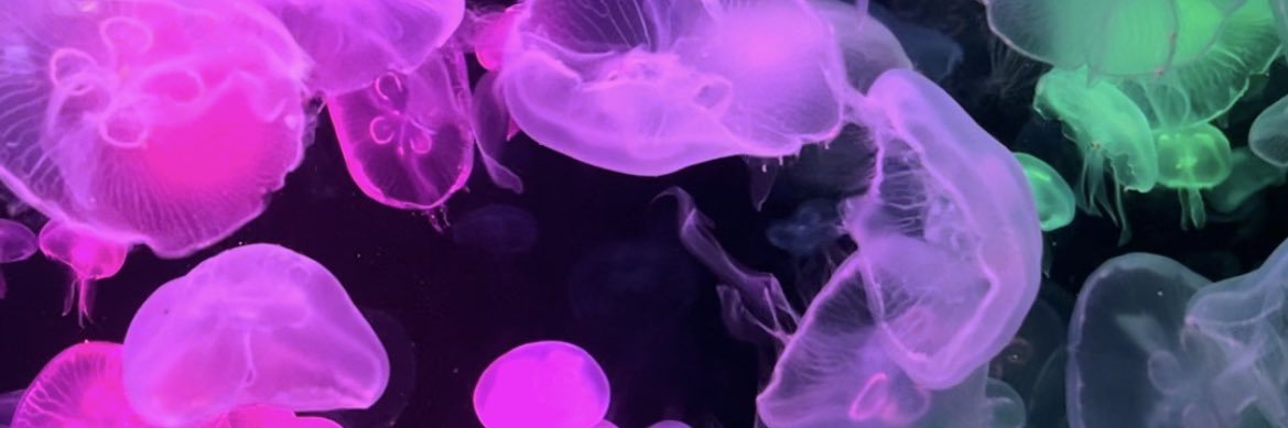 •カモン• banner