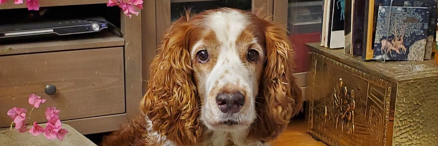 Olga Leonenko ☮️⚛️🇨🇦🇺🇦🇵🇸🌿🌳🌸🐛🐝🦋🐕🌻🍉 banner