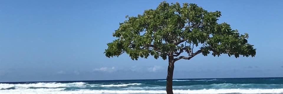 staceyboltz's profile banner image