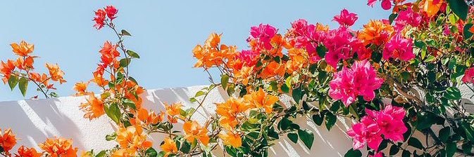 さや banner