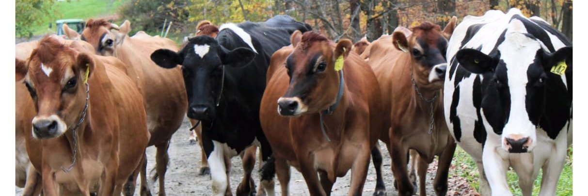 CHIEF DISTRICT VETERINARY OFFICER,BALASORE banner
