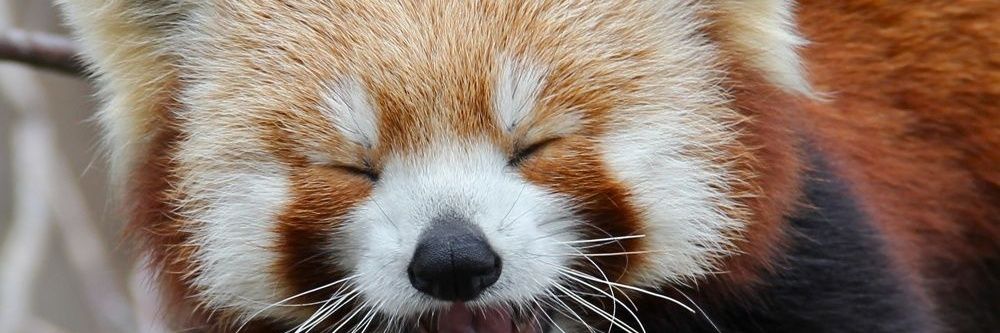 OldmansMustache's profile banner image