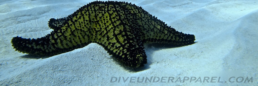 DiveUnder_'s profile banner image
