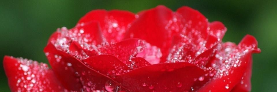 DianeRedelinghu's profile banner image