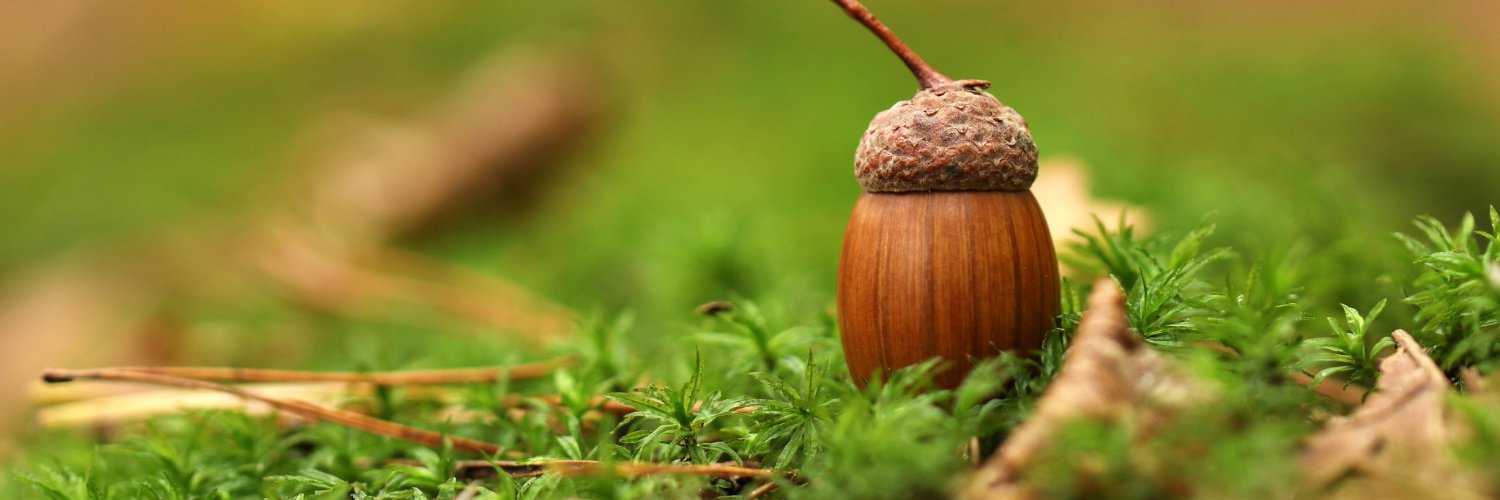 AcornSurgery's profile banner image
