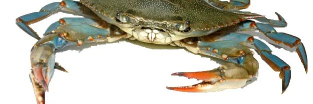 Crab von Krebstiere | Peeshbowl Art Studio banner